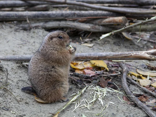 Prairie dog gnawing branch of tree — Stock Photo, Image