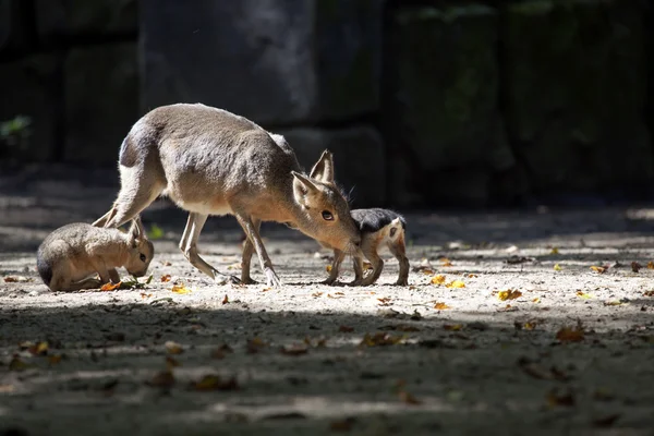 Pampas Haas en twee baby 's — Stockfoto