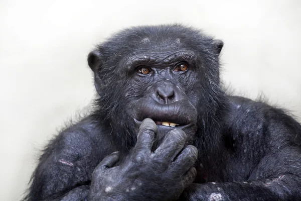 Black chimpanzee — Stock Photo, Image