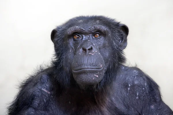 Chimpanzé preto — Fotografia de Stock