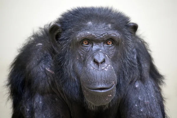 Black chimpanzee — Stock Photo, Image