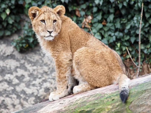 Mladý Lev sedící v zoo — Stock fotografie