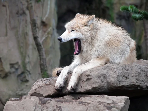 Weißer Wolf gähnt auf Felsen — Stockfoto