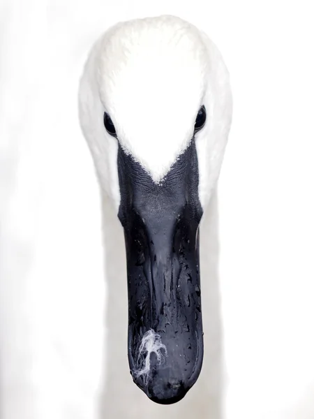 Крупный план лебедя Трубача — стоковое фото
