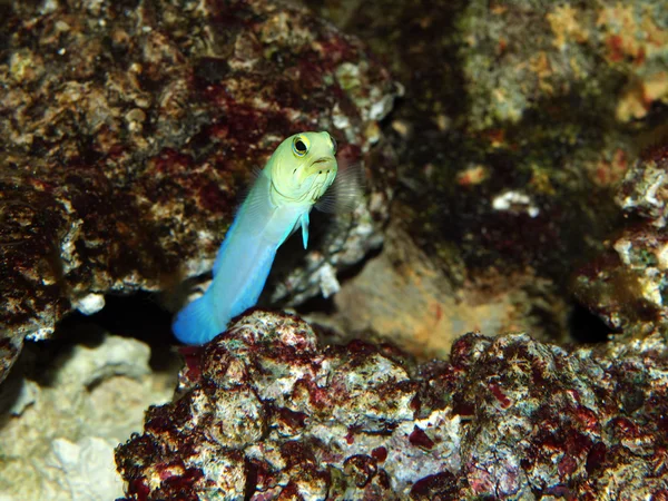 Pescado azul durante la boca — Foto de Stock