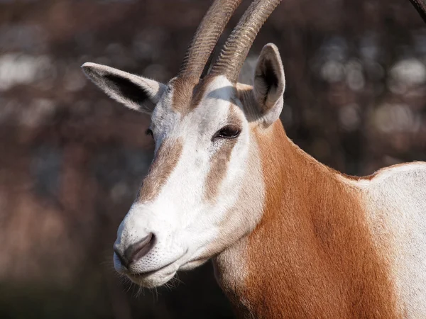 Nahaufnahme des Oryxkopfes — Stockfoto
