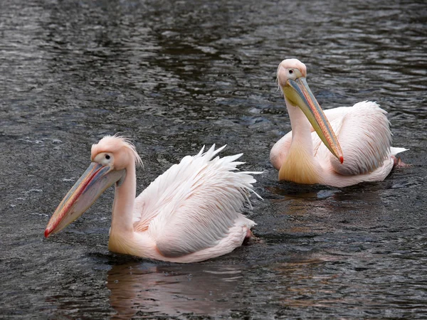 Два пеликана на воде — стоковое фото