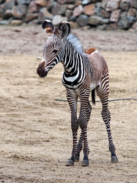 Młody Zebra w pobliżu skał — Zdjęcie stockowe