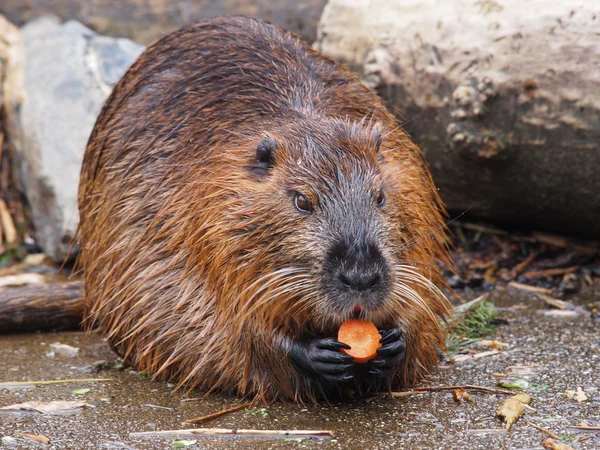 Beaver Rat sitting carrot on rocks — Stock Photo, Image