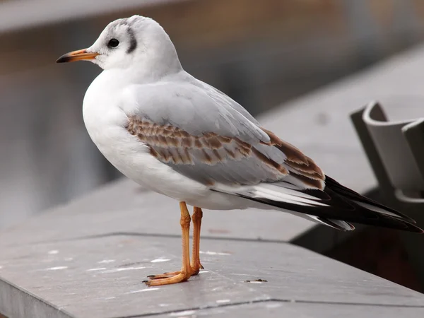 Close up of white Gull — Stock Photo, Image