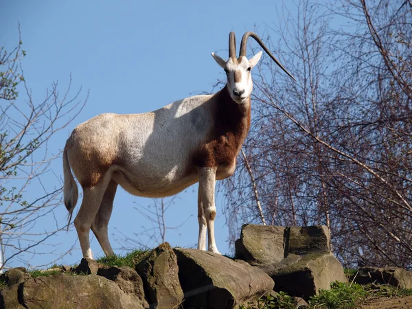 Algazelle auf Felsen unter blauem Himmel — Stockfoto