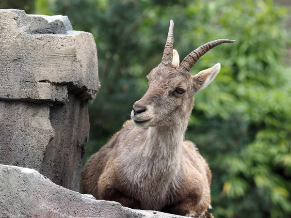 Ibex alpino em rochas na floresta — Fotografia de Stock