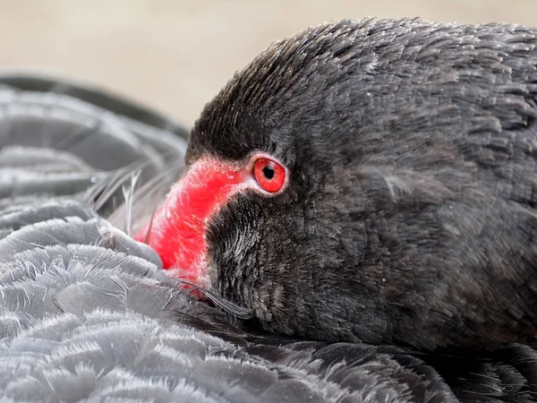 Close up van zwarte zwaan — Stockfoto