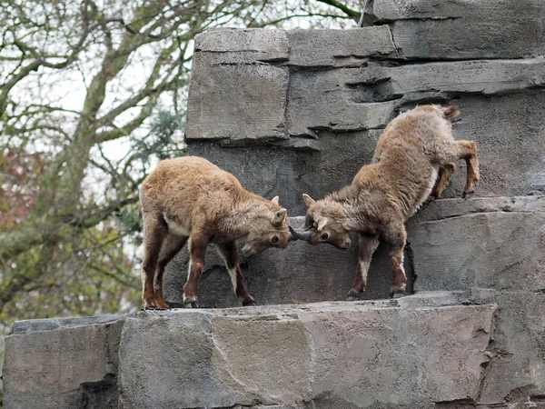 在岩石上的两个高山小鹿 — 图库照片