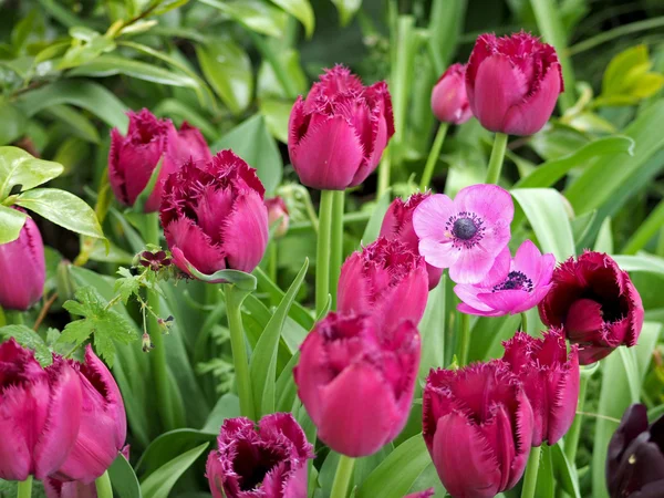 Rosa Tulpen und Anemonen — Stockfoto