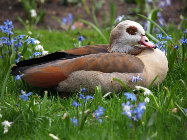 Oca egiziana seduta sull'erba — Foto Stock