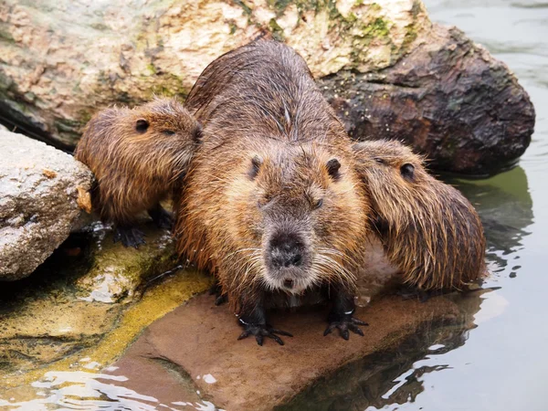 Beaver rat with babies near water — Stock Photo, Image