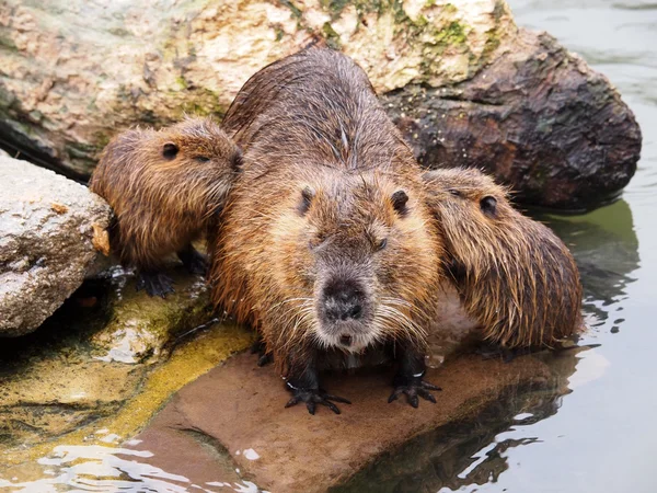 Ratto di castoro con bambini vicino all'acqua — Foto Stock