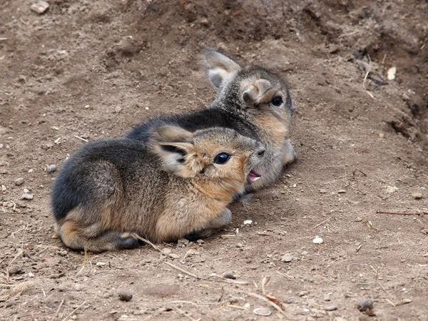 Два маленьких пампасских зайца — стоковое фото
