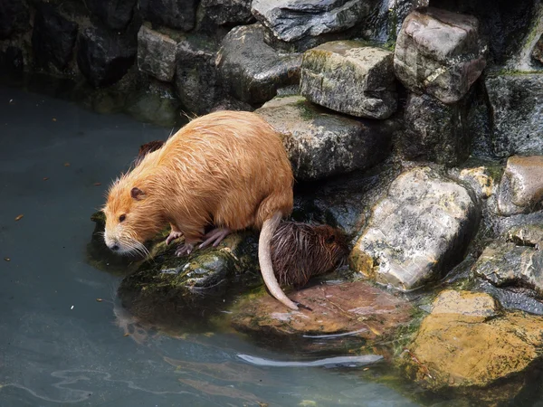 Beaver Rat op rotsen in de buurt van water — Stockfoto