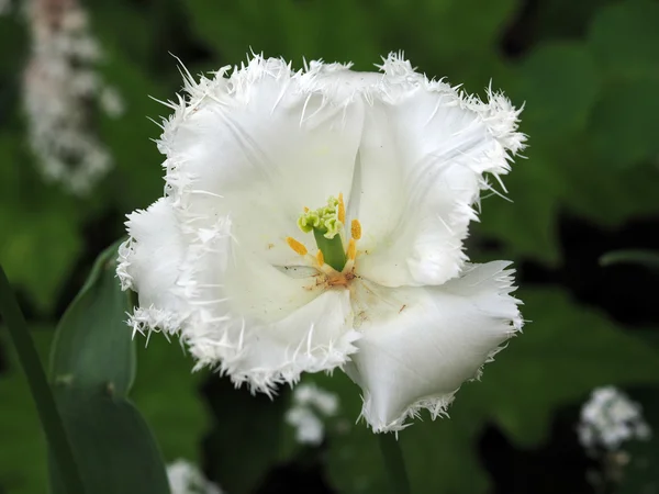 Белый тюльпан на зеленом — стоковое фото