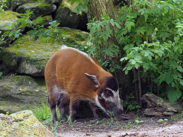숲에서 브러시 돼지 — 스톡 사진