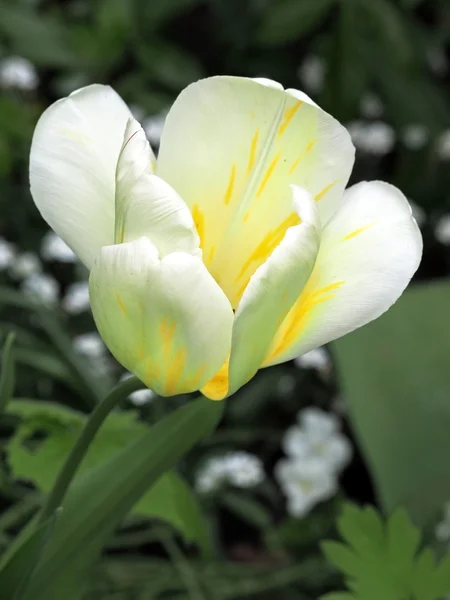 White and yellow tulip — Stock Photo, Image