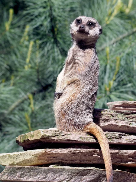 Cute Meerkat with fur-tree — Stock Photo, Image