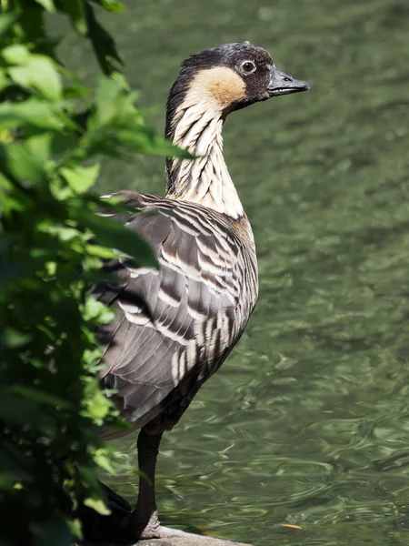 Goose near water and bush — Stock Photo, Image
