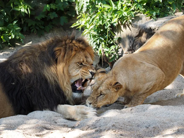 Löwe und Löwin und Löwin — Stockfoto