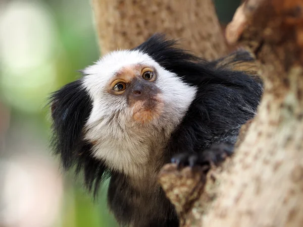 Macaco-sagui Numa árvore Na Natureza Imagem de Stock - Imagem de verde,  comum: 263090543