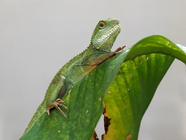 Agama na zielony liść — Zdjęcie stockowe