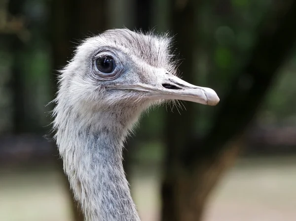 Närbild på rhea utomhus — Stockfoto