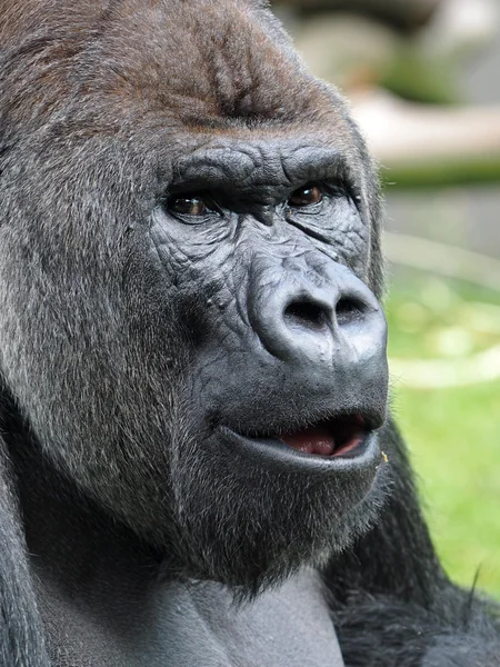 Nahaufnahme eines Silberrücken-Gorillas — Stockfoto