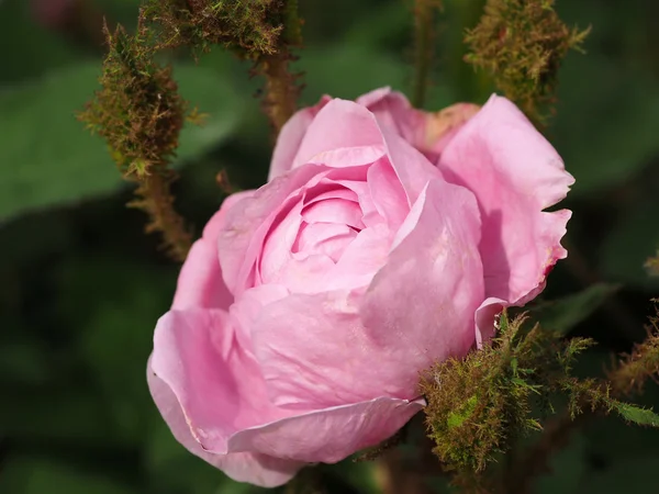 Zbliżenie różowy piwonia — Zdjęcie stockowe