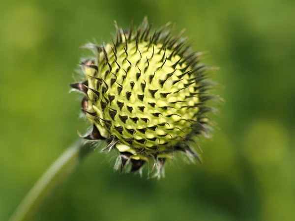 Nahaufnahme der grünen Blume — Stockfoto