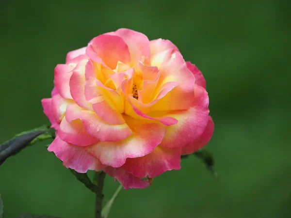 Rosa und gelbe Rose — Stockfoto