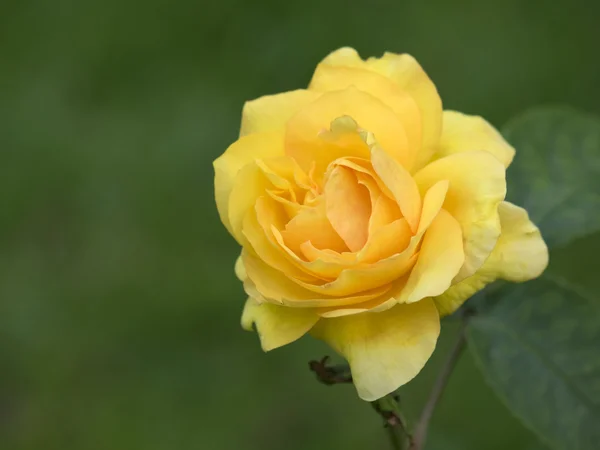 Nahaufnahme der gelben Rose — Stockfoto