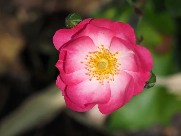 Close up de rosa selvagem — Fotografia de Stock