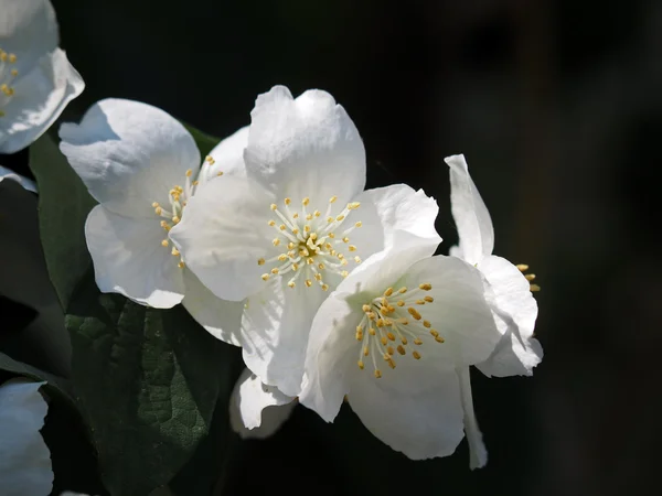 Крупним планом білі квіти — стокове фото