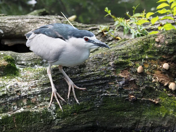 Heron on wooden log — Stock Photo, Image