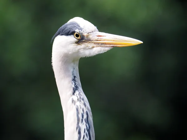 Portrét blue heron — Stock fotografie