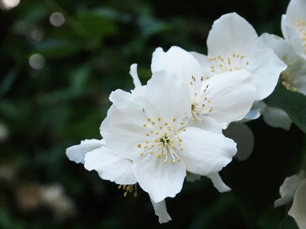 白い花を閉じて — ストック写真