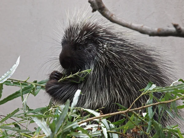 Erethizon dorsatum en bladeren — Stockfoto