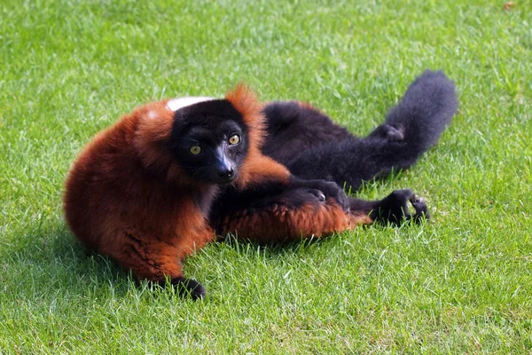 잔디에 빨간 여우 원숭이 — 스톡 사진