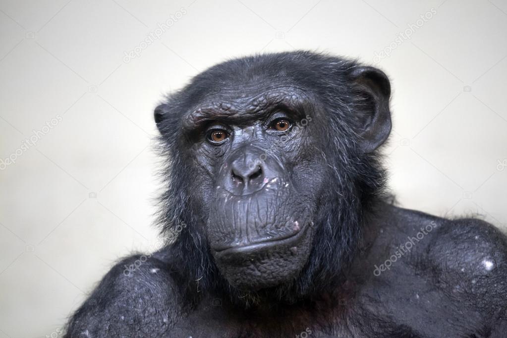 Close up of Chimpanzee outdoors