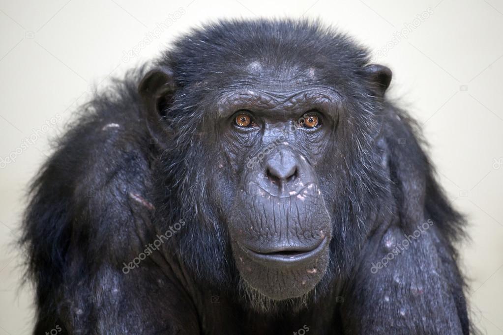 Black chimpanzee