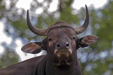 Portrait of Male Banteng clipart