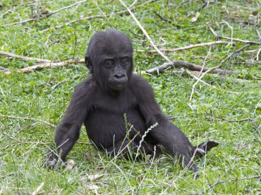 Bebek goril çim