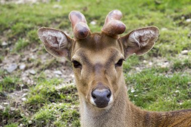 Thamin yakın çekim